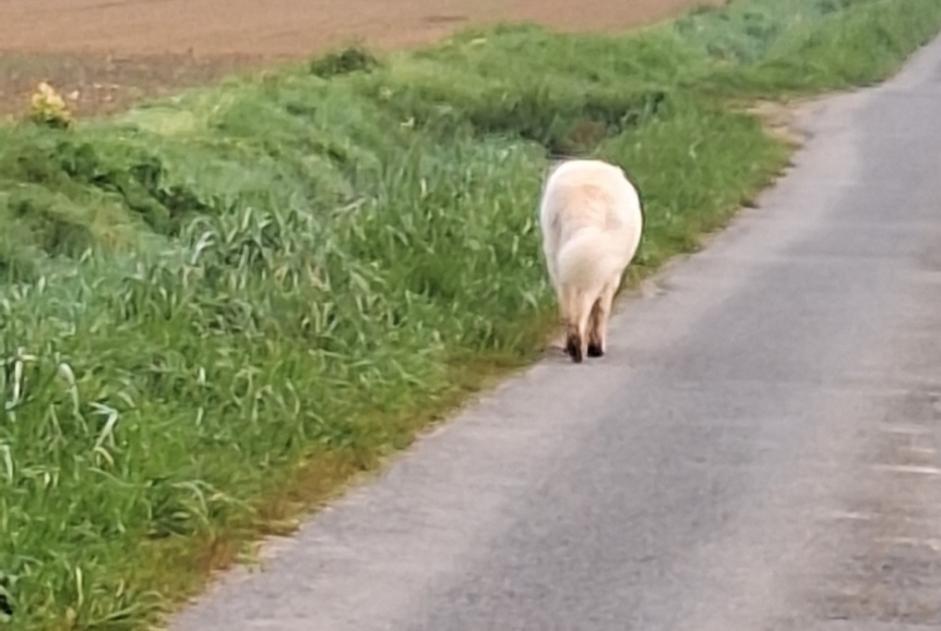 Animal trouvé à Vaucourtois