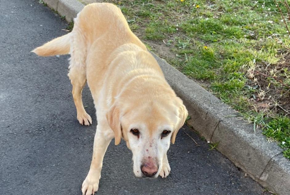 Animal trouvé à Coubon