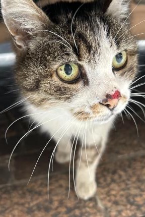 Animal trouvé à Montauban