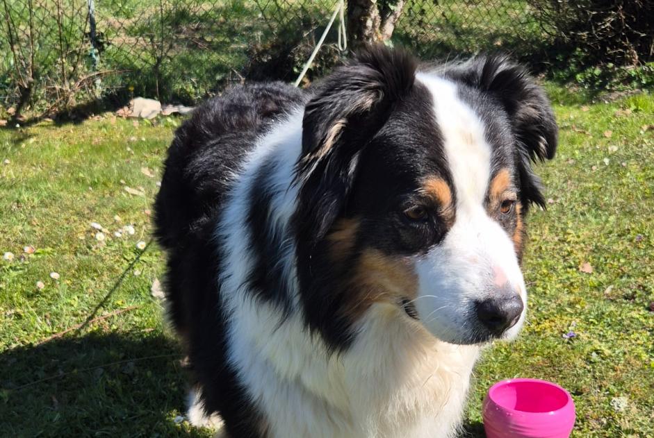 Animal trouvé à Margencel