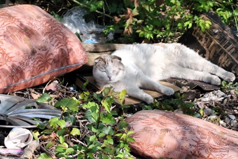 Animal trouvé à Lyon