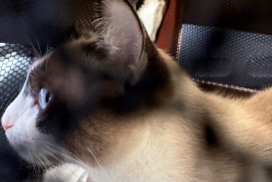 Animal trouvé à Carcassonne