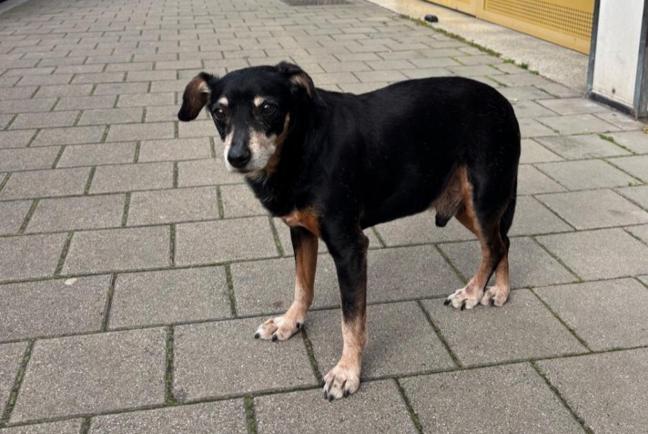 Animal trouvé à Lille