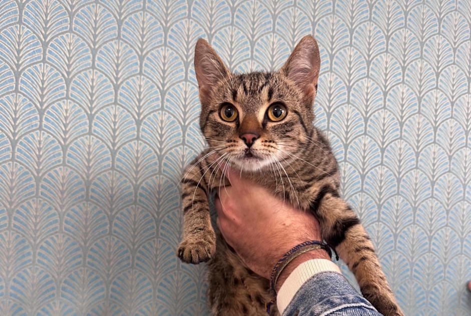 Animal trouvé à Paris