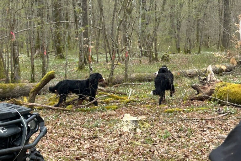 Animal trouvé à Parroy