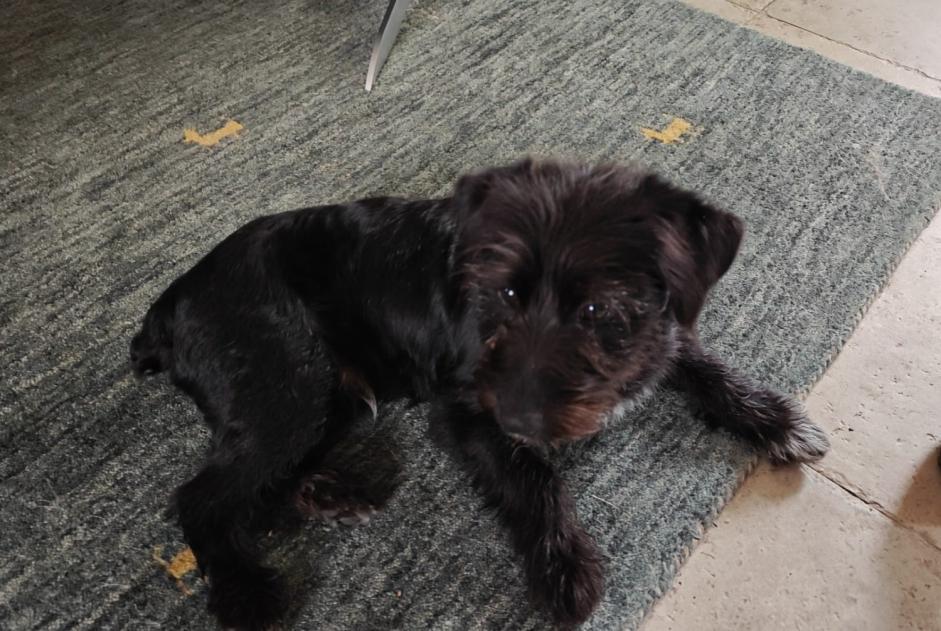 Animal trouvé à Fleury-en-Bière