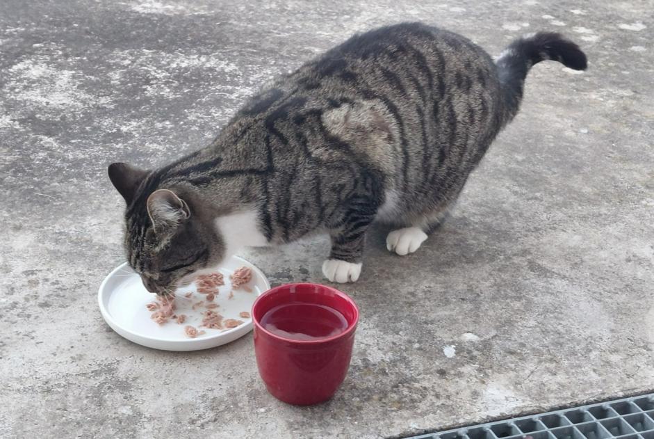 Animal trouvé à Néville