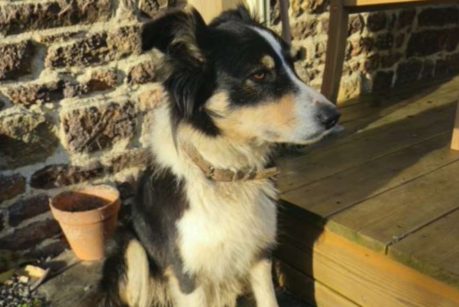 Animal trouvé à La Lande-d'Airou