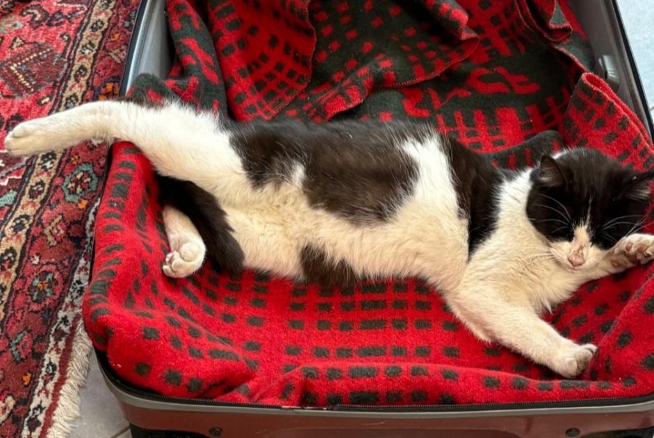 Animal trouvé à Valence