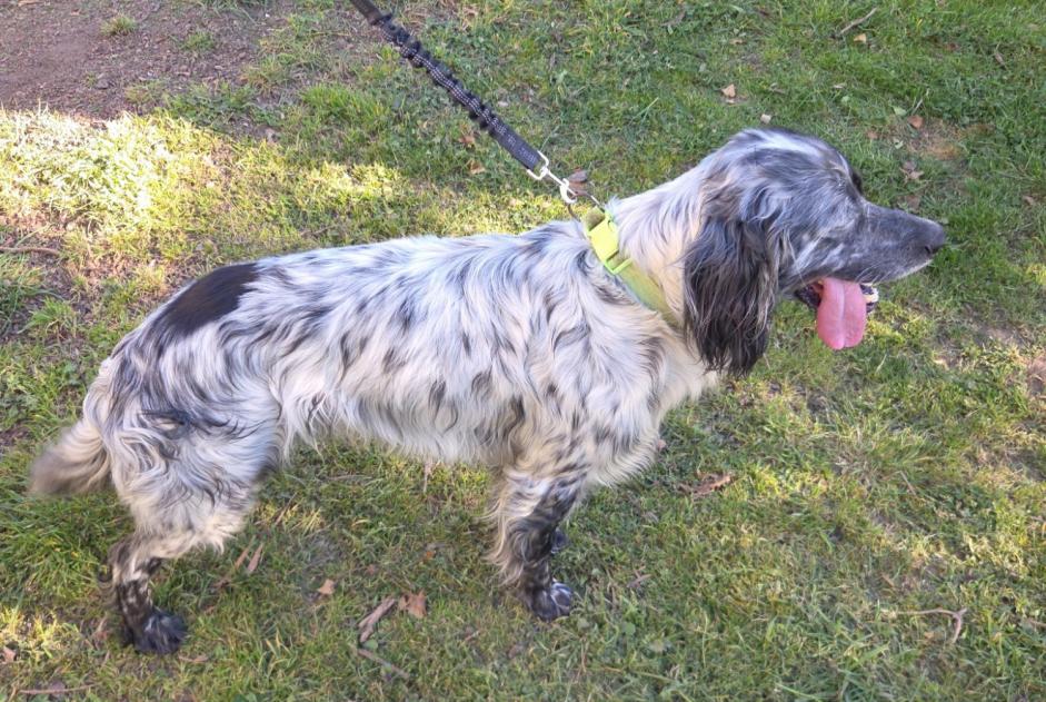 Animal trouvé à Saint-Hilaire