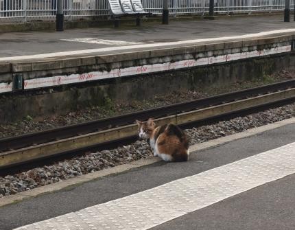 Animal trouvé à Colombes