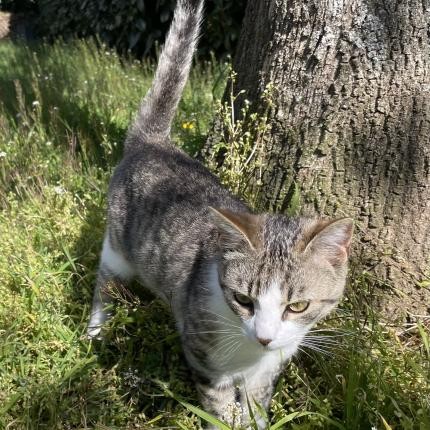 Animal trouvé à Le Ban Saint Martin