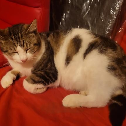 Animal trouvé à Merville