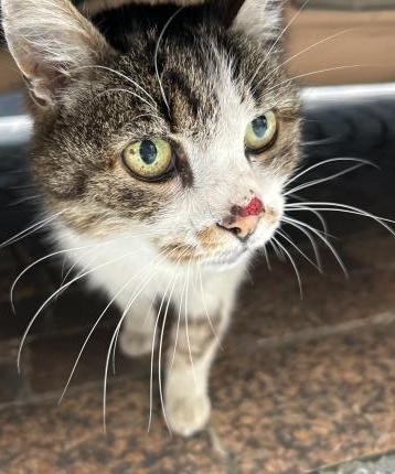 Animal trouvé à Montauban