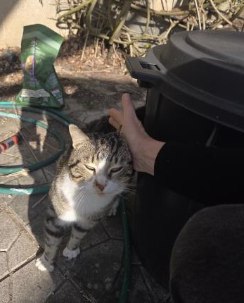 Animal trouvé à Sassenay