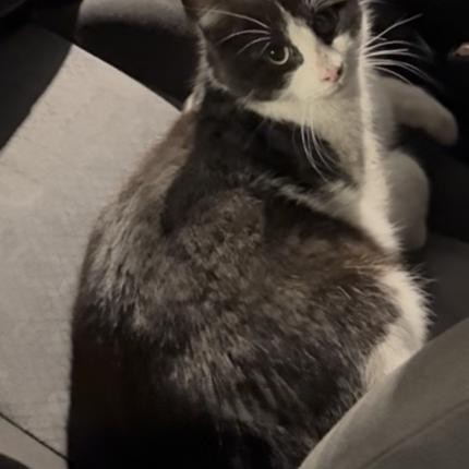 Animal trouvé à Valence