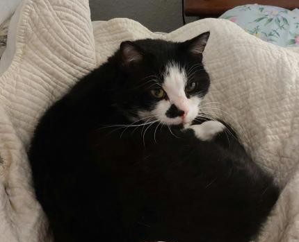 Animal trouvé à Saint Apollinaire