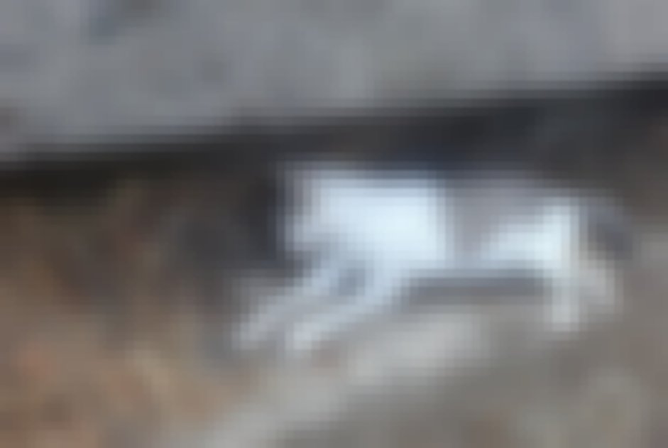 chat signalé à Lagos