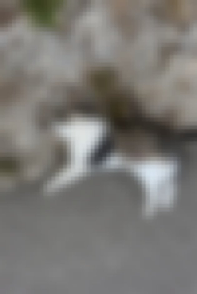 chat signalé à Valdahon