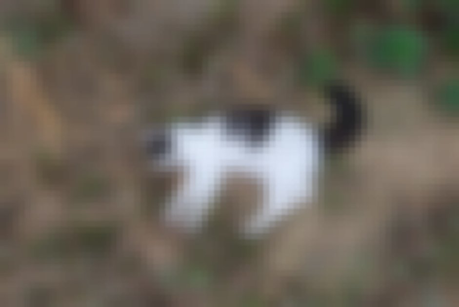 chat signalé à Wattignies