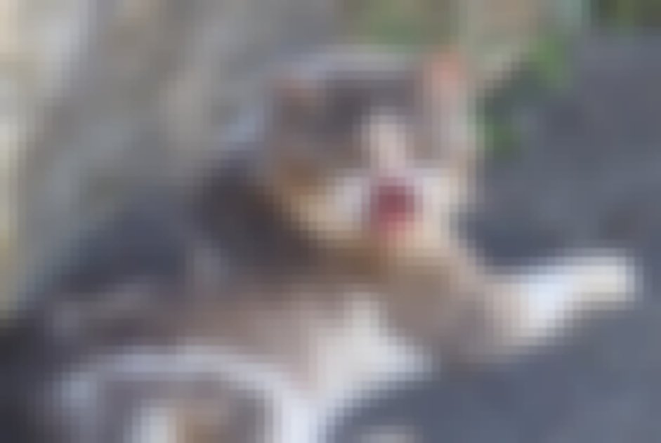 chat signalé à Perrigny