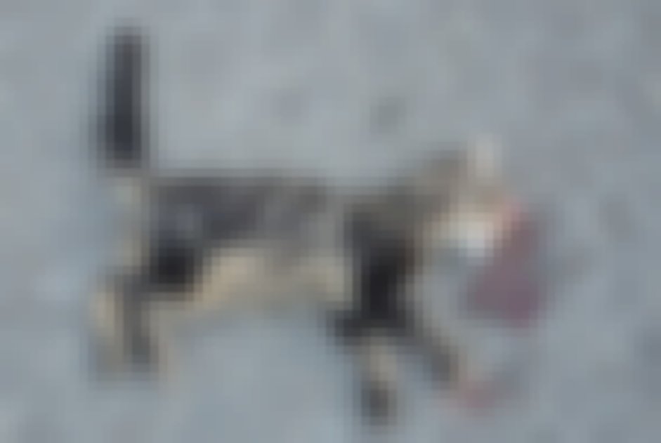 chat signalé à Plélan-le-Grand