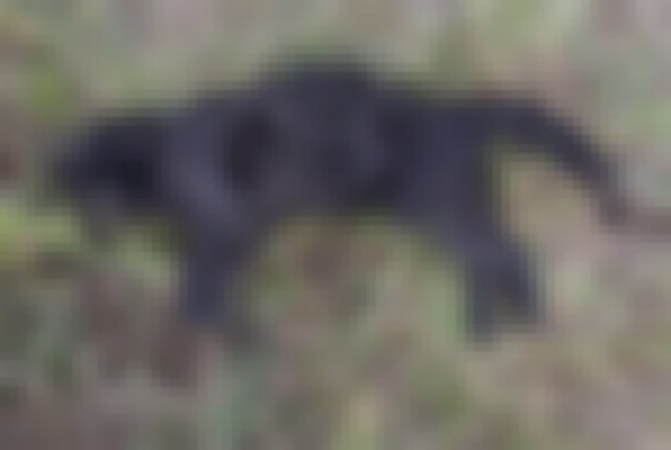 chat signalé à Spincourt