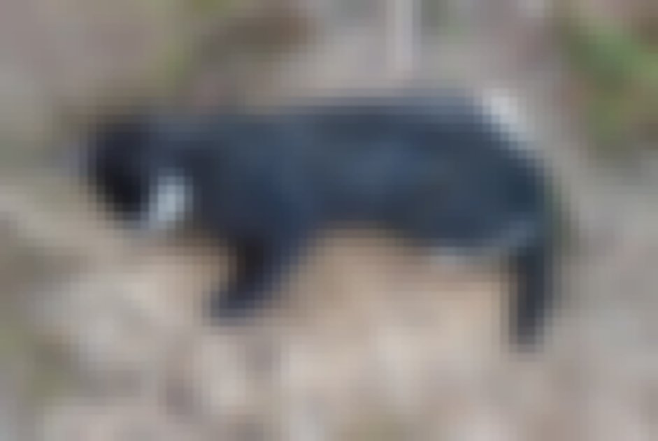 chat signalé à Montebourg
