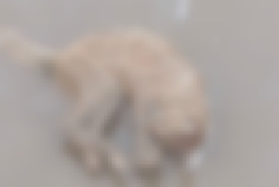 chat signalé à Saint-Michel-Chef-Chef
