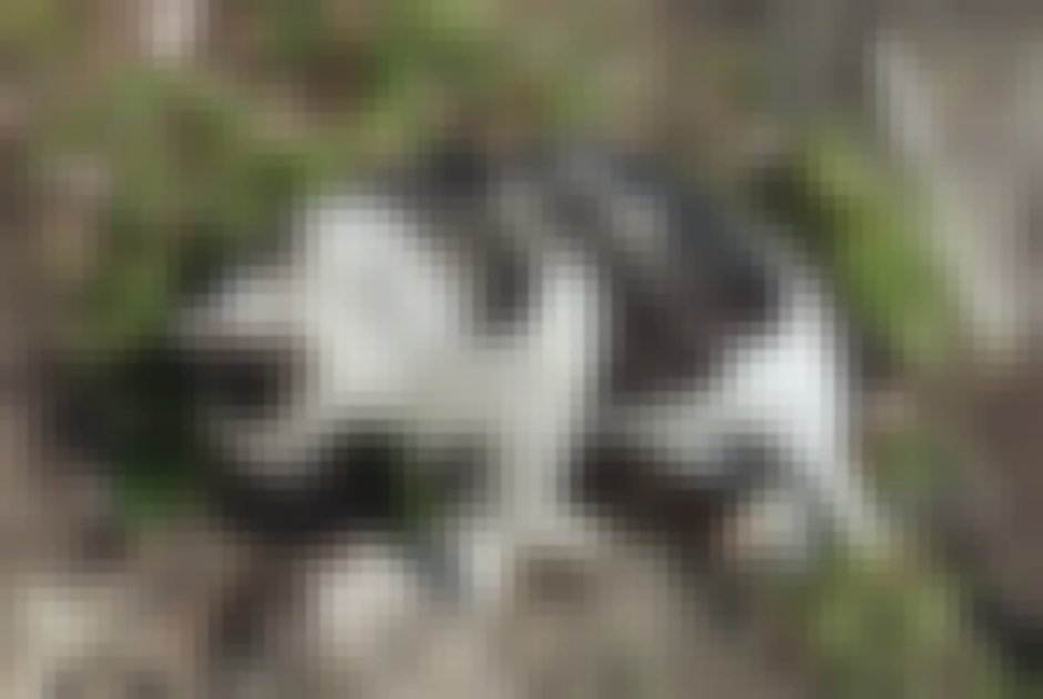 chat