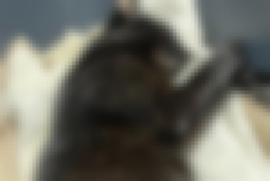 chat signalé à Breuillet