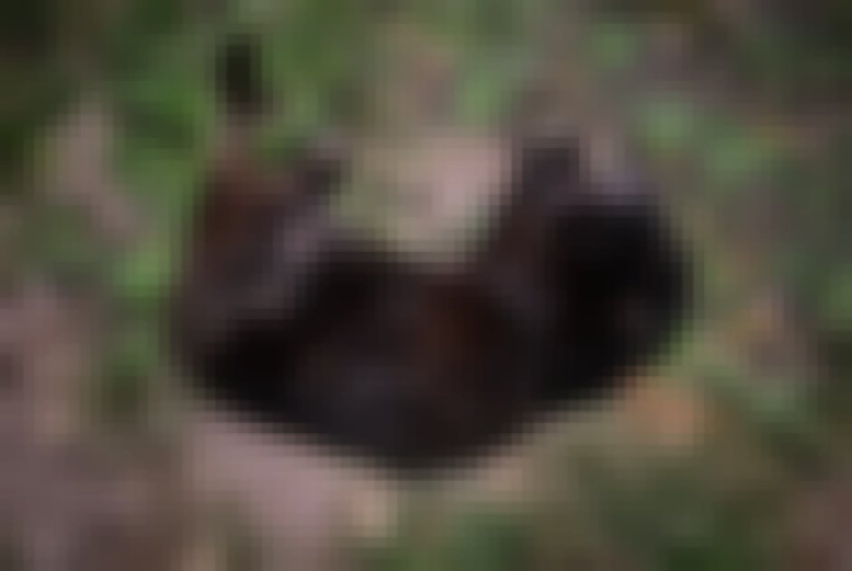 chat signalé à Clos du Doubs