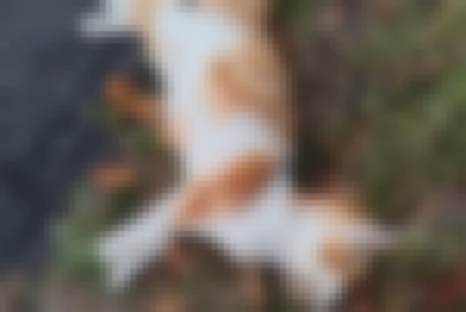 chat signalé à La Ménitré