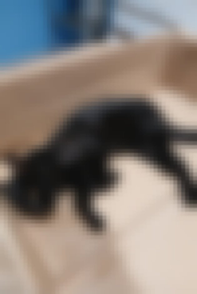 chat signalé à Chizé