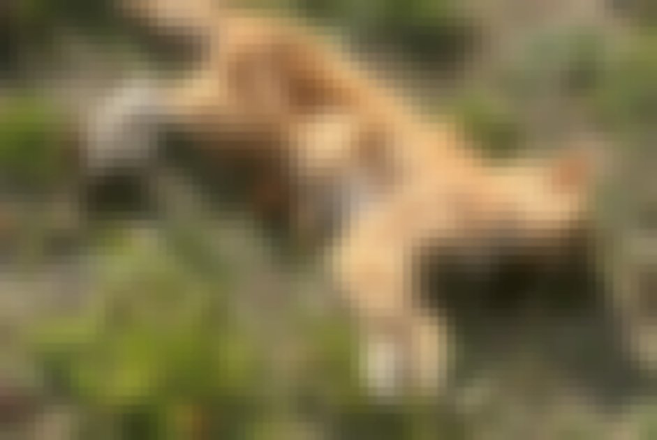 chat signalé à Liège