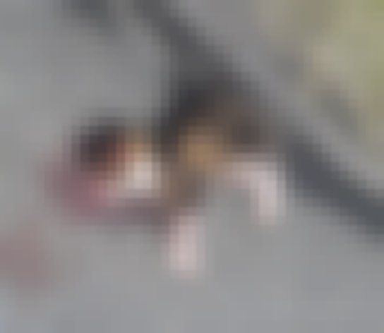 chat signalé à Donneloye