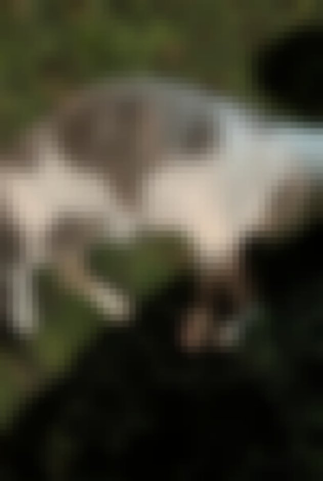 chat signalé à Lagny-sur-Marne