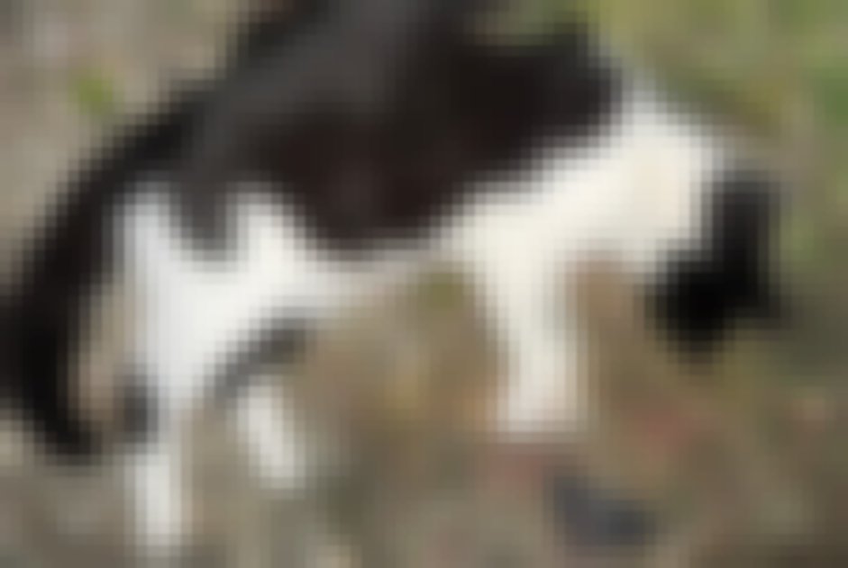chat signalé à Reventin-Vaugris