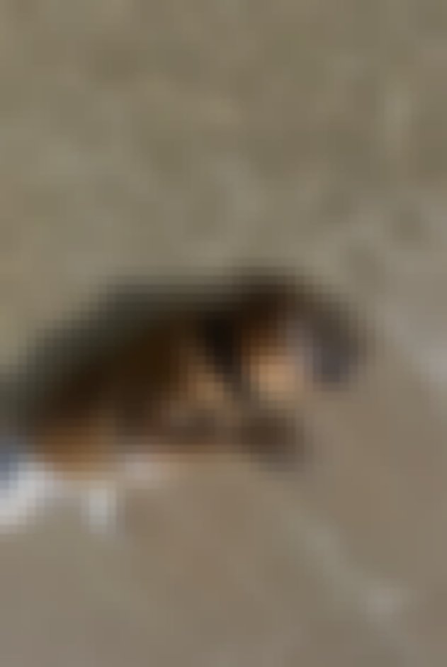 chien
