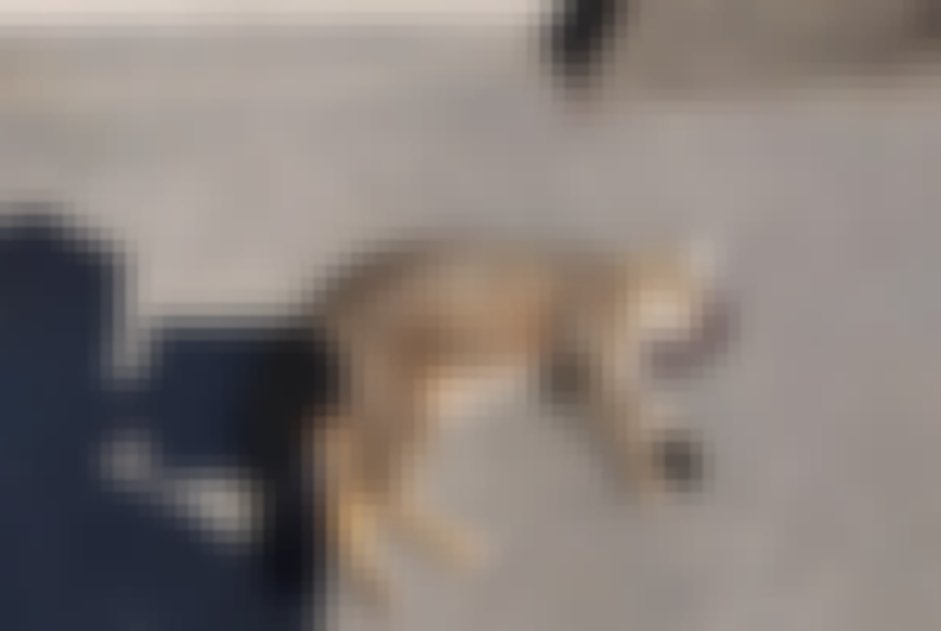 chat signalé à La Boisse